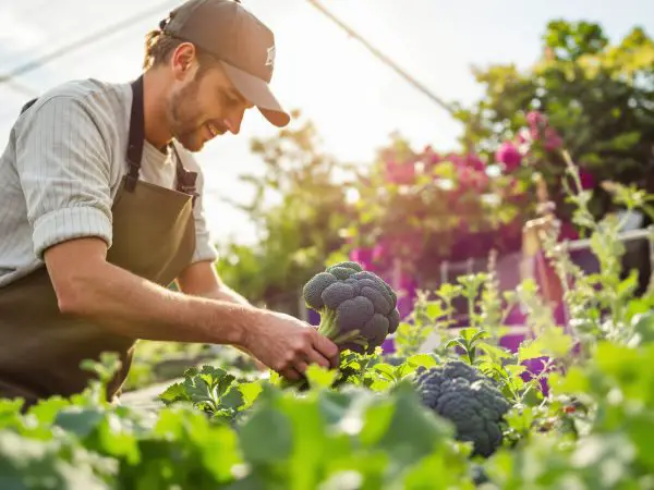 cueillette_legumes_potager