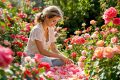 L’eau de rose maison : le secret beauté naturel et économique à découvrir