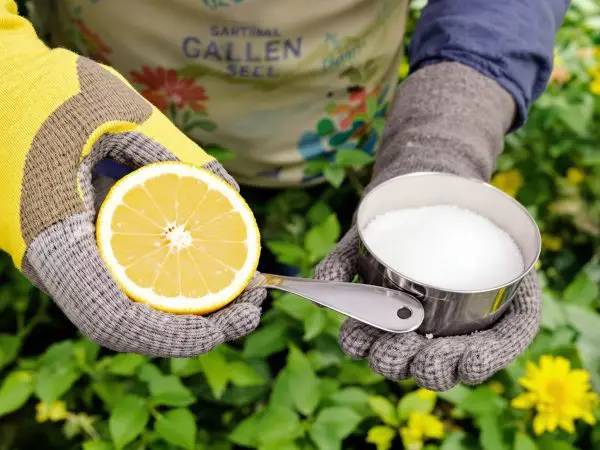 exfoliant_naturel_garden_scene