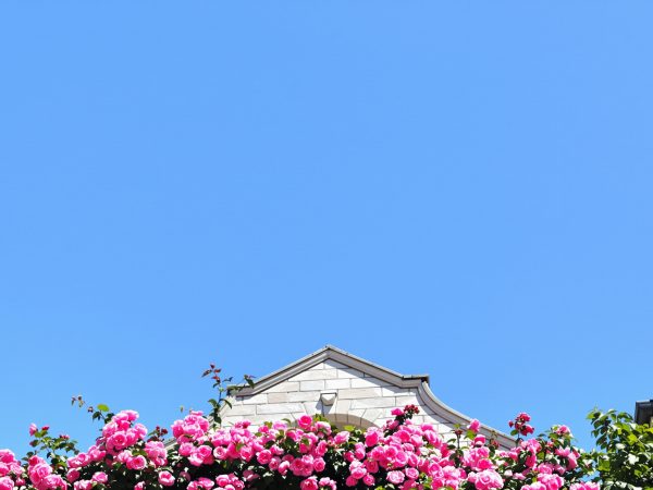 Façade_ancienne_roses_tremieres
