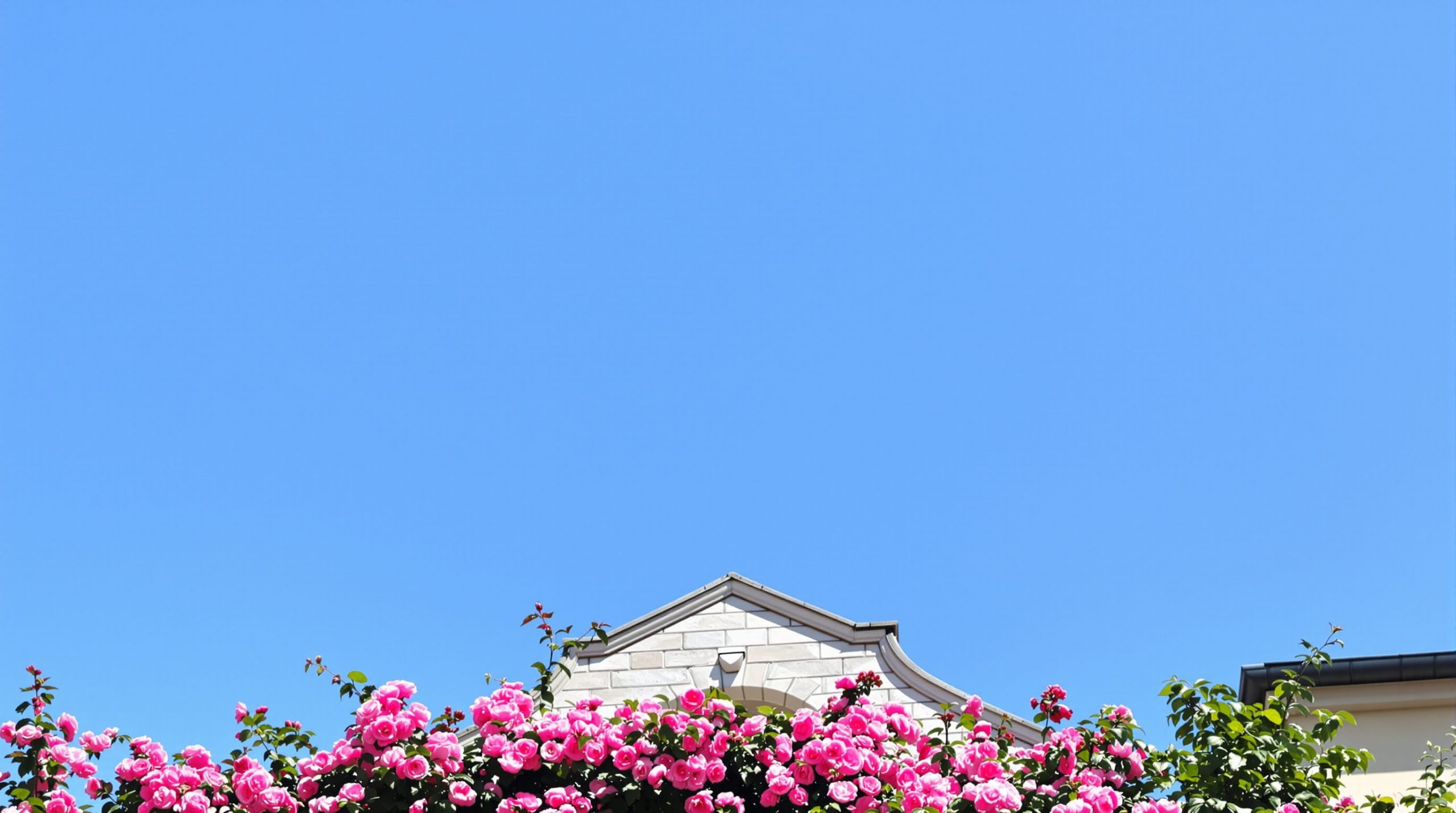 Façade_ancienne_roses_tremieres