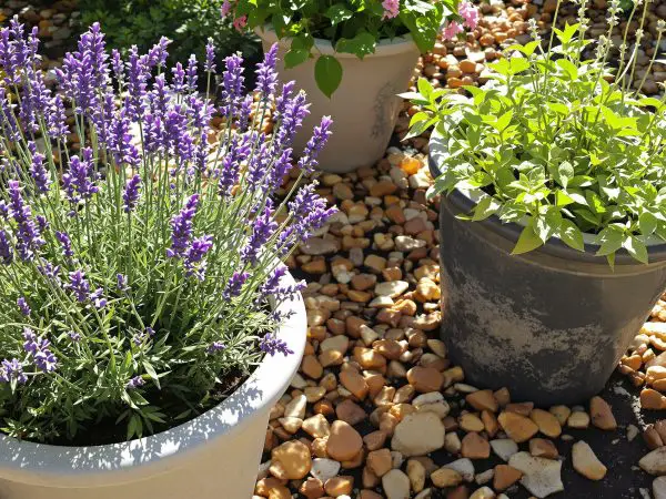 jardin-agrume-plantes