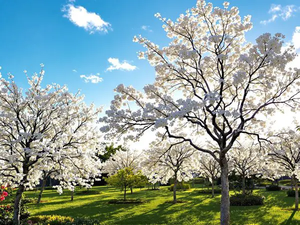 jardin_arbres_blancheur_chaux