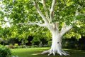 Protégez vos arbres des extrêmes climatiques avec le badigeon de chaux