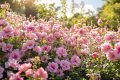 Agapanthe Blush Pink : révolution rosée au cœur de nos jardins