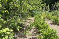 Révolution dans le jardin : objets du quotidien transformés en étiquettes écologiques