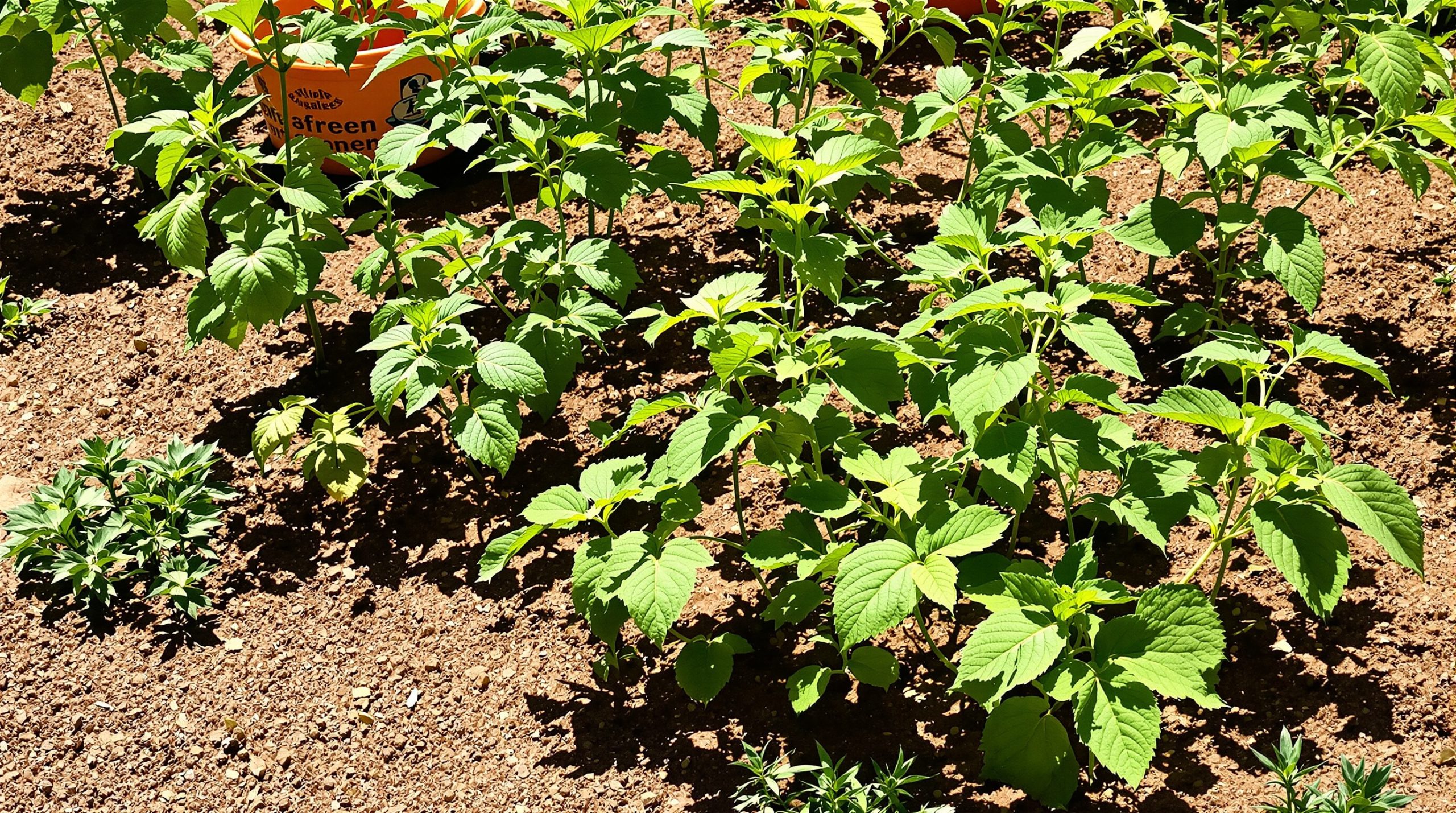 Jardin_enrichi_marc_de_cafe