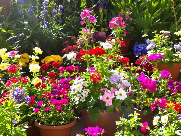 jardin_ensoleillé_fleurs