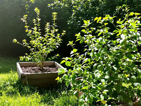 jardin_naturel_soigné