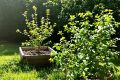 Vinaigre de cidre : la solution miracle pour un jardin sain sans produits chimiques