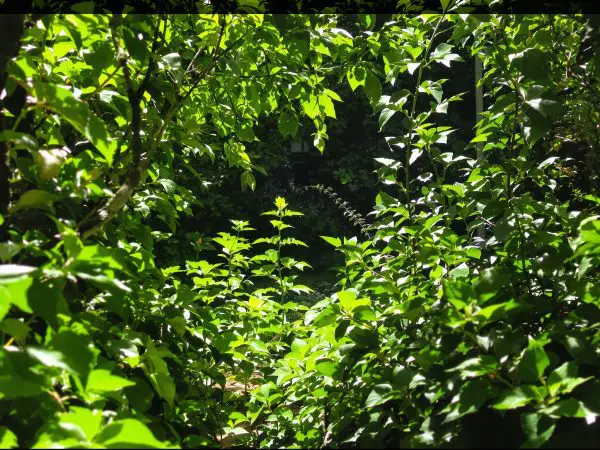 Jardin_serpent_encadré