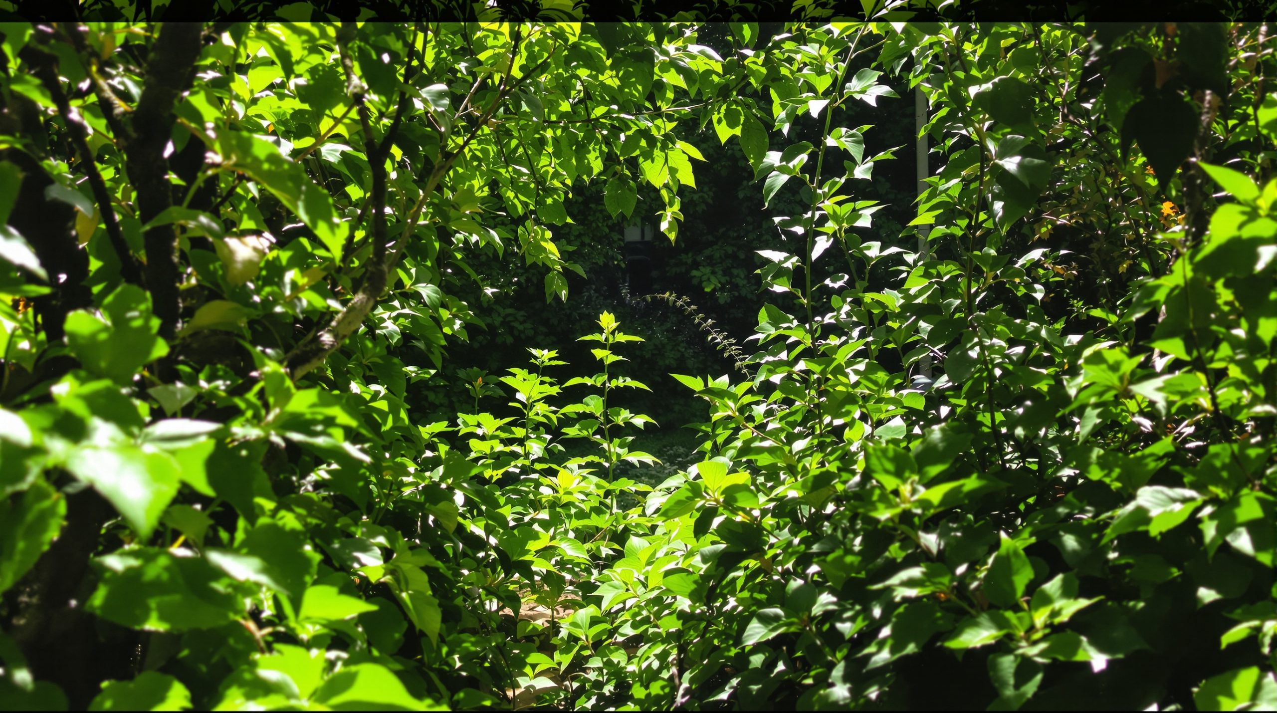 Jardin_serpent_encadré