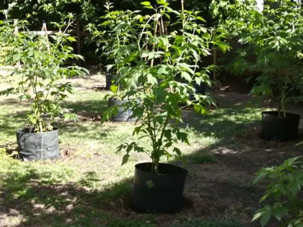 jardin_tuiles_tomates