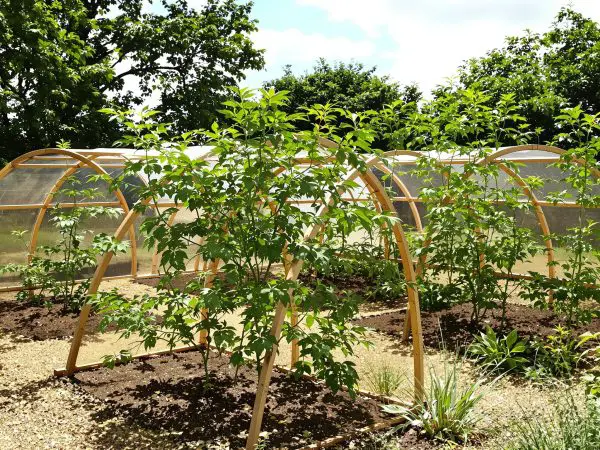 jardin_tuiles_tomates