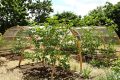 Boostez vos récoltes de tomates avec la tuile normande sans chimie