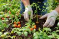 Marc de café : l’ingrédient secret pour transformer votre jardin naturellement
