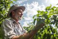 Pucerons sur les tomates : stratégies naturelles pour sauver votre potager