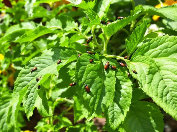 lutte_naturelle_jardin_tomates