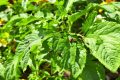 Protéger vos tomates : 7 solutions naturelles contre les pucerons