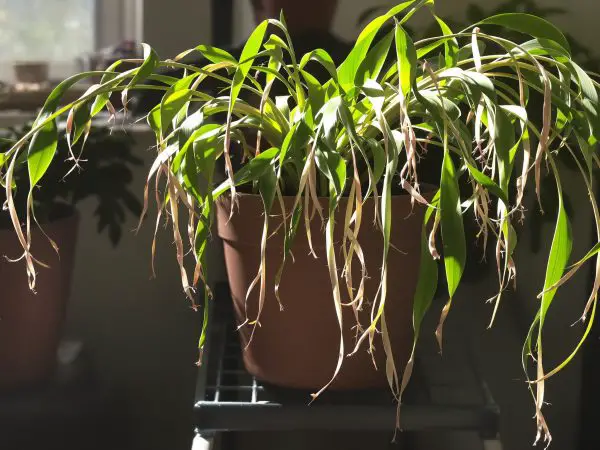 plante_interieur_lumineuse