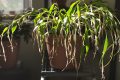 Chlorophytum : la plante araignée qui embellit et purifie sans effort