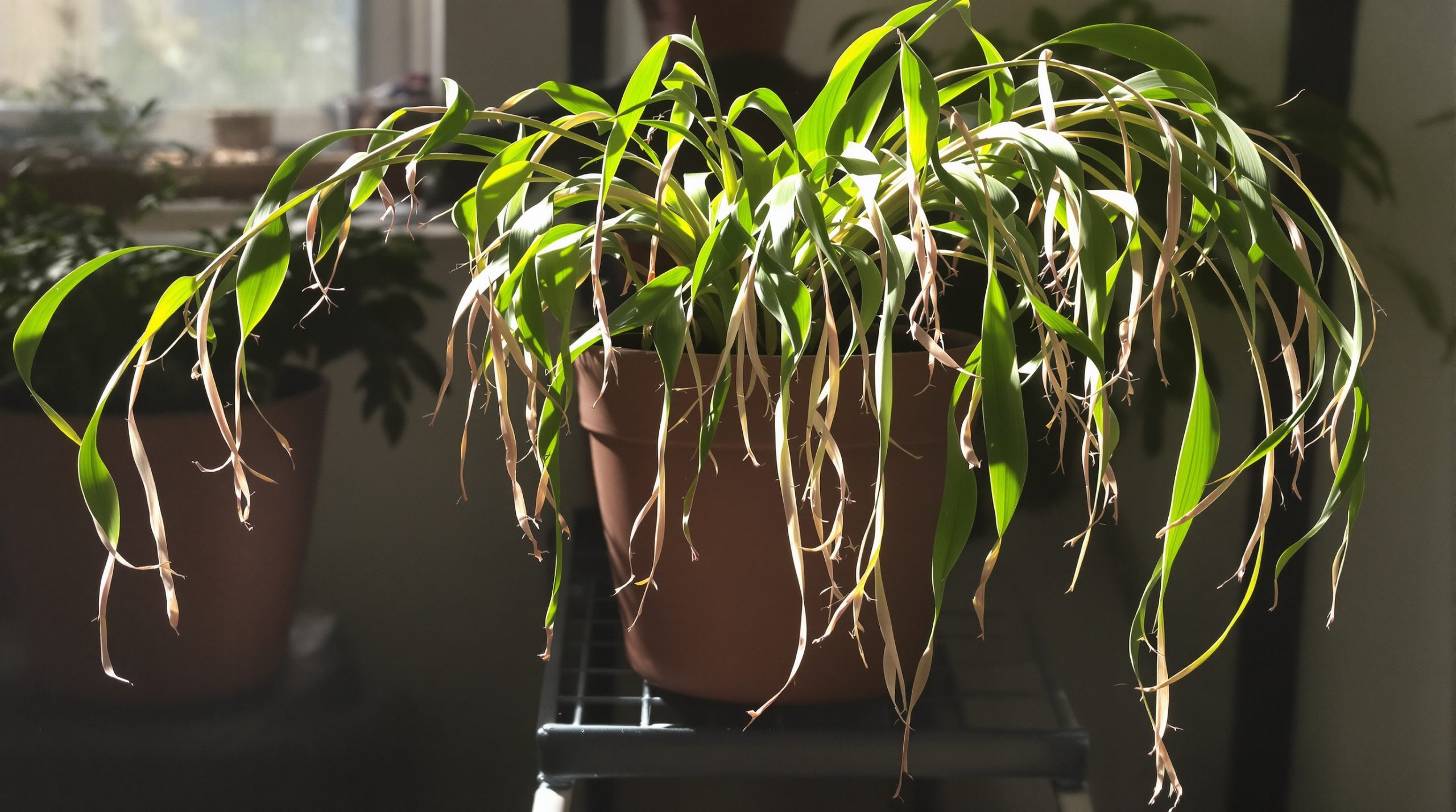 plante_interieur_lumineuse