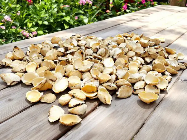 preparation_coquilles_oeufs_jardin