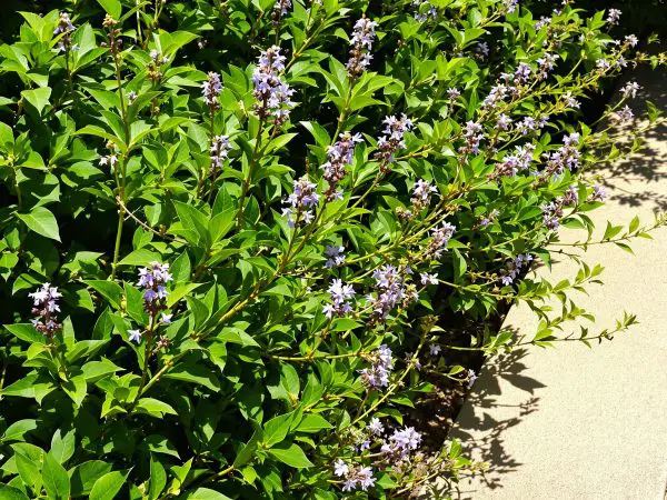 romarin-jardin-mediterraneen