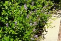 Romarin : la plante magique qui booste mémoire et protège le cerveau