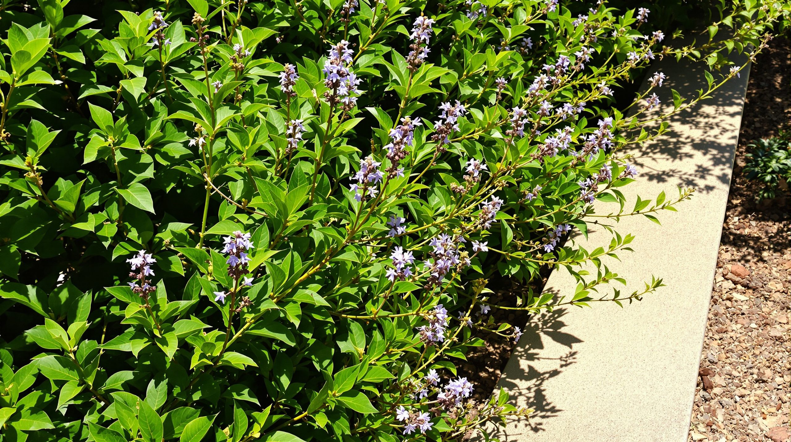 romarin-jardin-mediterraneen