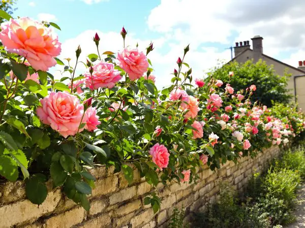 roses_tremières_ancienne_maison.