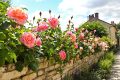 Des roses trémières pour combattre l’humidité : la méthode écologique oubliée