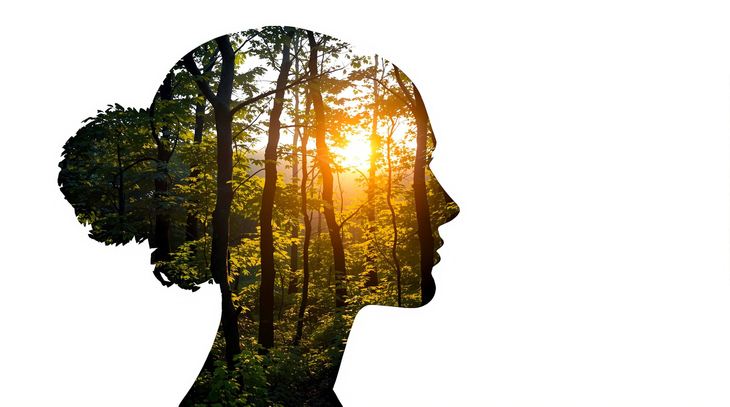 silhouette_dos_paisible_nature