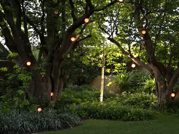 tourterelle_arbuste_jardin