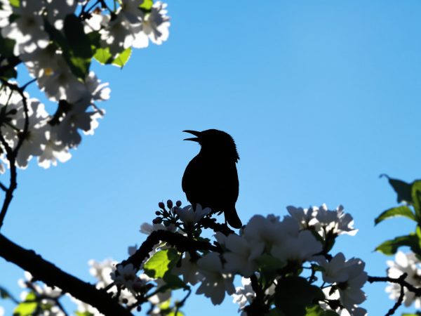 tourterelle_silhouette_nature