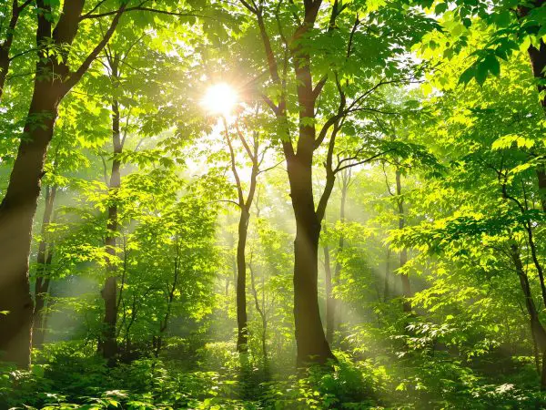 verdure-irradiée-forêt