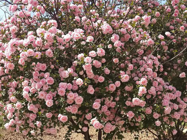 Arbuste_floraison_ensoleillée