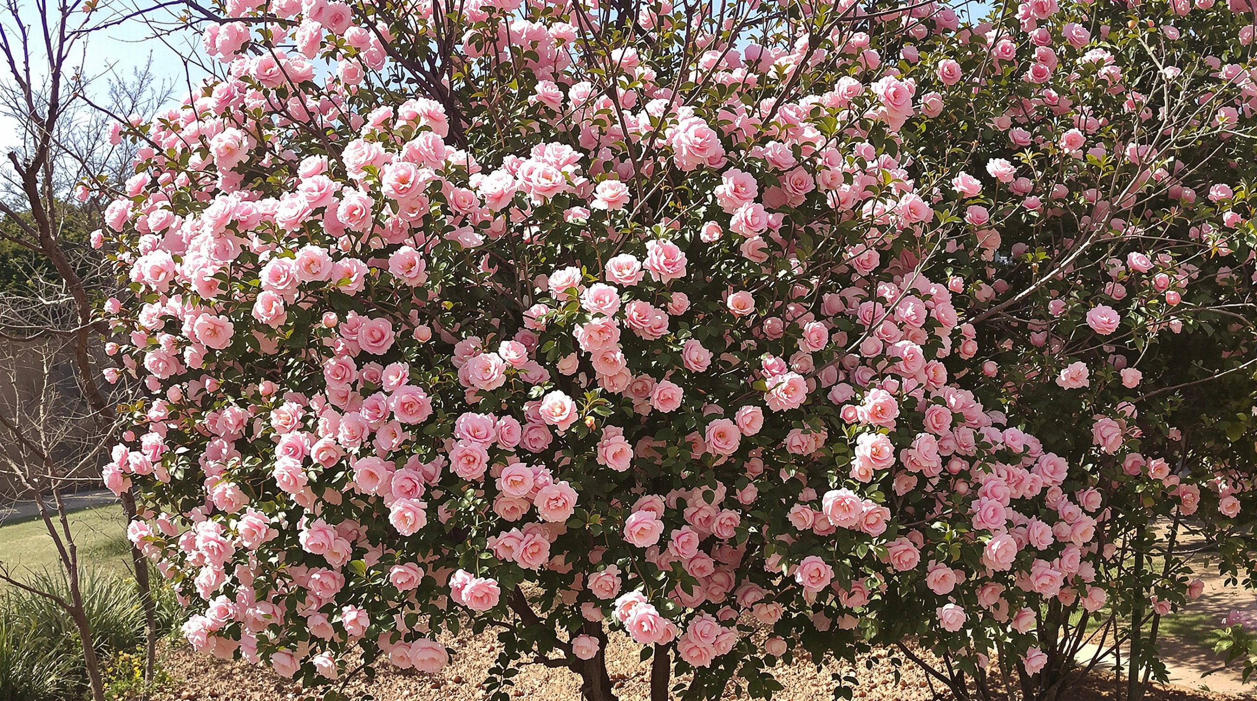 Arbuste_floraison_ensoleillée