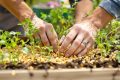 Secrets infaillibles pour une moisson abondante de haricots verts dans votre jardin