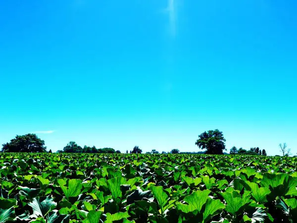 champs_courgettes_nature