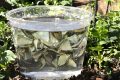 Transformez vos déchets de cuisine en engrais bio révolutionnaire pour le jardin
