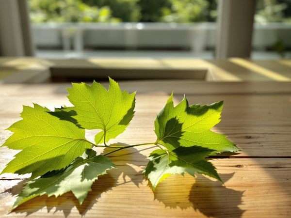 feuilles_laurier_naturelles_bienfaits