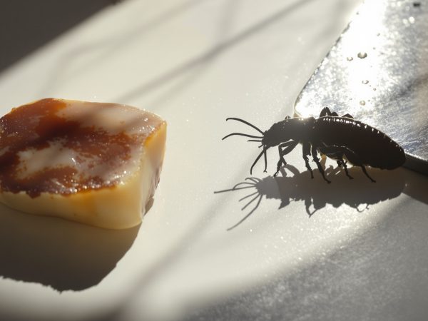 fourmis-cuisine-évier