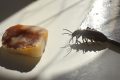Invasion de fourmis : les causes cachées derrière ces colonnes d’insectes chez vous