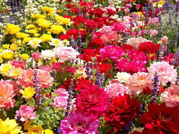 jardin_fleuri_achillée_millefeuille
