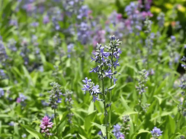 jardin_mediterraneen_floraison