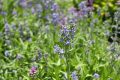 Le grémil bleu : la vivace idéale pour un jardin méditerranéen resplendissant