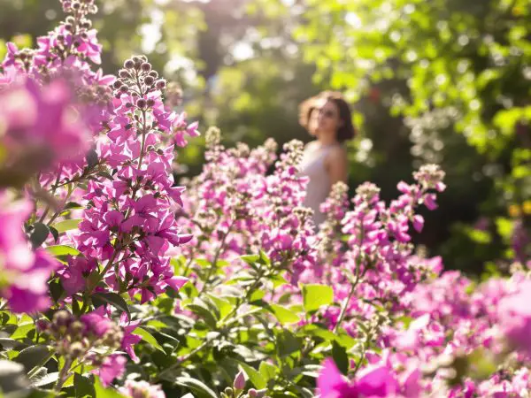 jardin_mediterraneen_mauves