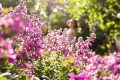 Mauve du Cap : la reine des jardins solaires et secs