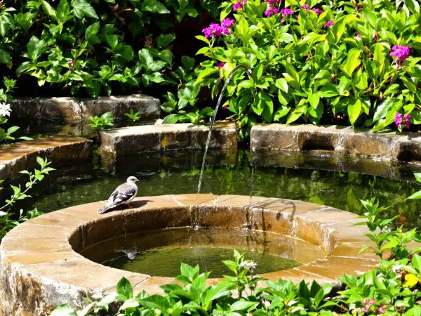 jardin_oasis_oiseaux